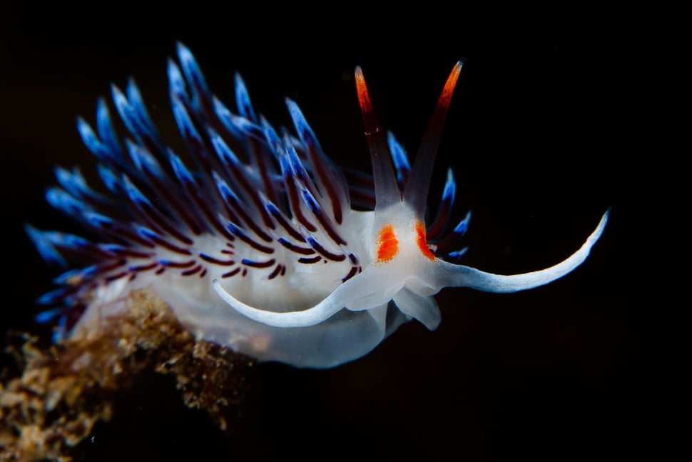 Stunning Photos Of Tropical Sea Creatures Will Make You Rethink How You