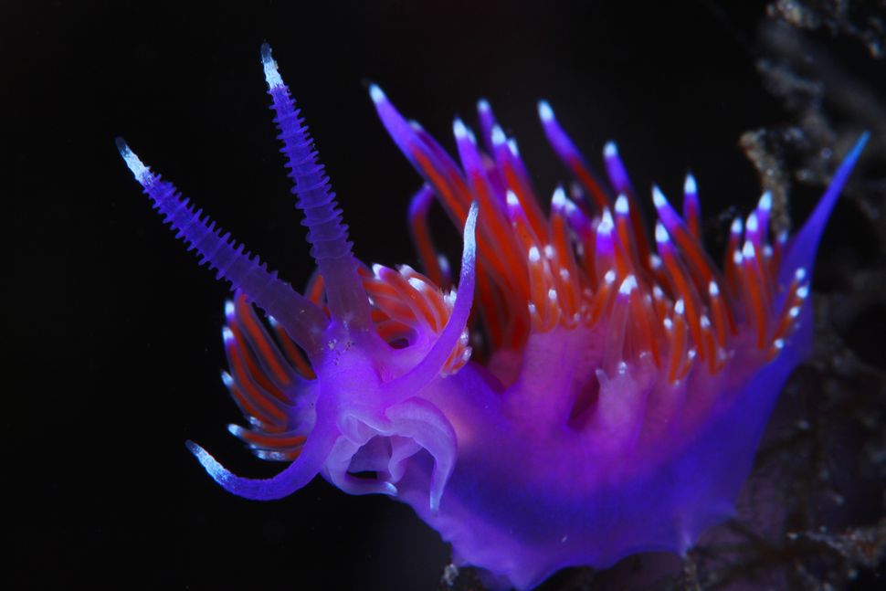 Stunning Photos Of Tropical Sea Creatures Will Make You Rethink How You ...