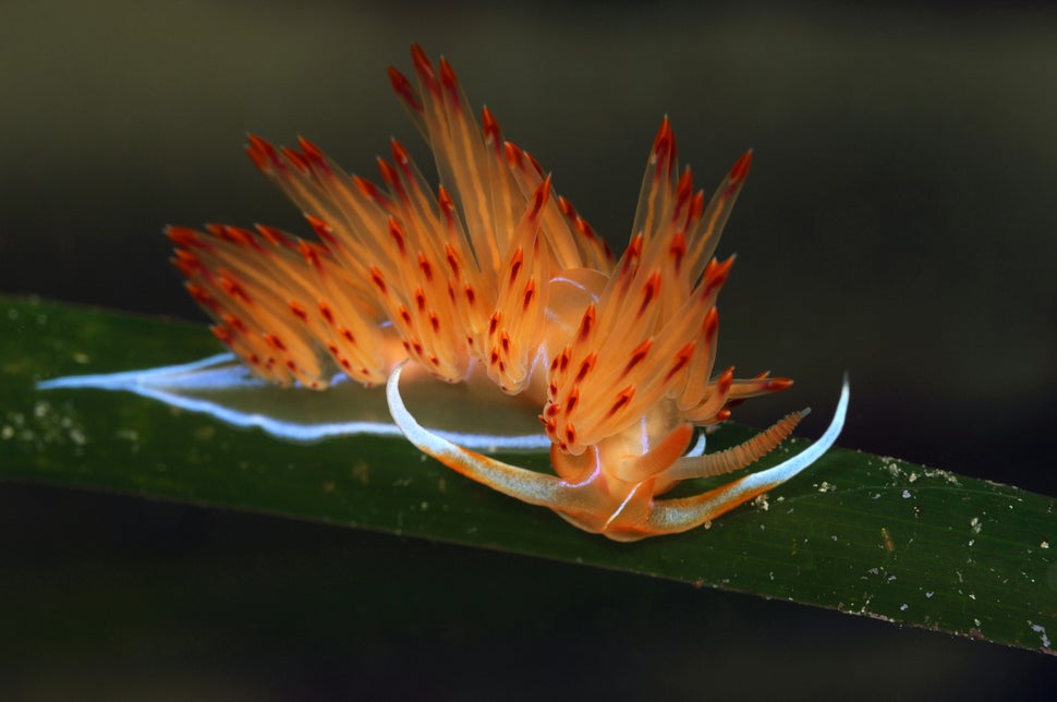 Opalescent sea slug