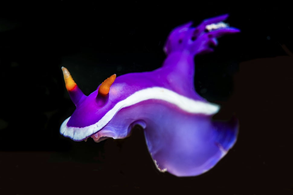 Bullocks hypselodoris