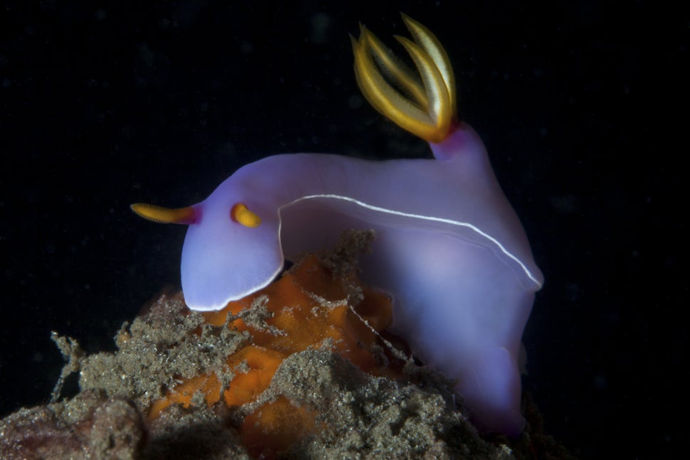 Giant hypselodoris