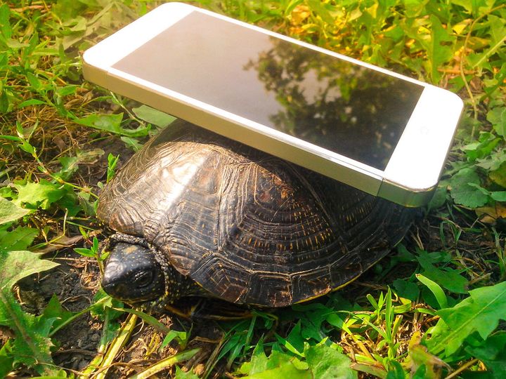 You can now pay to have someone call your friend and pretend to be a turtle. Like this one.