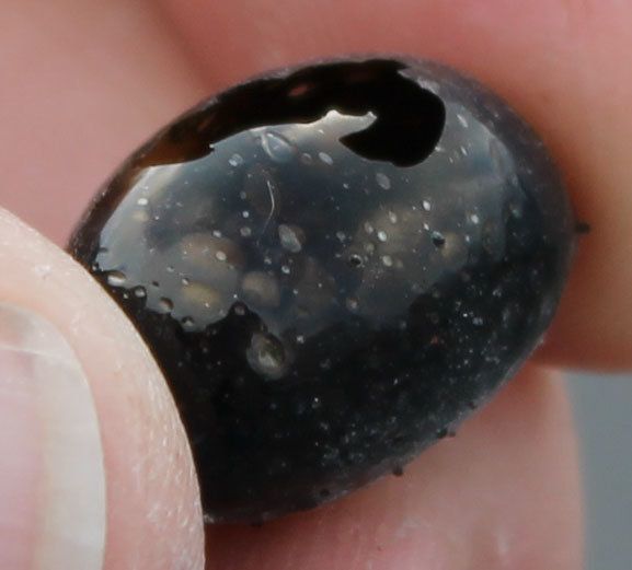 This photo shows the one-of-a-kind, completely hollow Pele's tear.