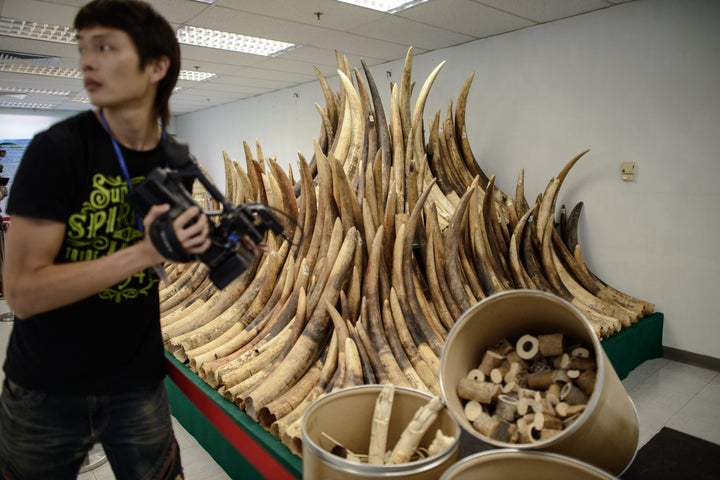 Seized ivory tusks in Hong Kong on May 15, 2014. On Wednesday, the city said it would be phasing out ivory sales.