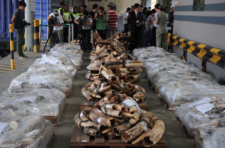 Ivory tusks seized during an anti-smuggling operation in Hong Kong in 2012. 