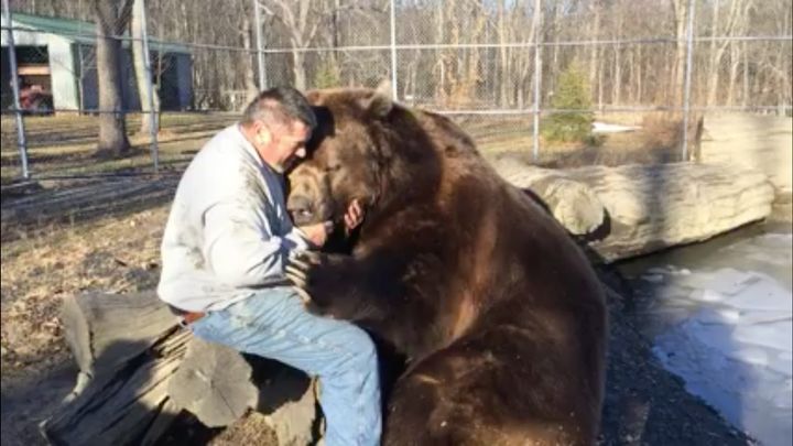 Jim Kowalczik of the Orphaned Wildlife Center is seen playing with one of their Kodiak bears.