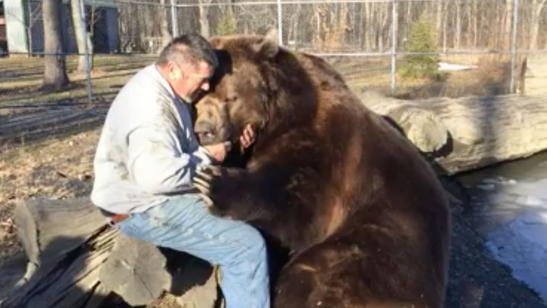 Fearless Man Sees 1500 Pound Kodiak As Big Cuddly Teddy Bear Huffpost Weird News