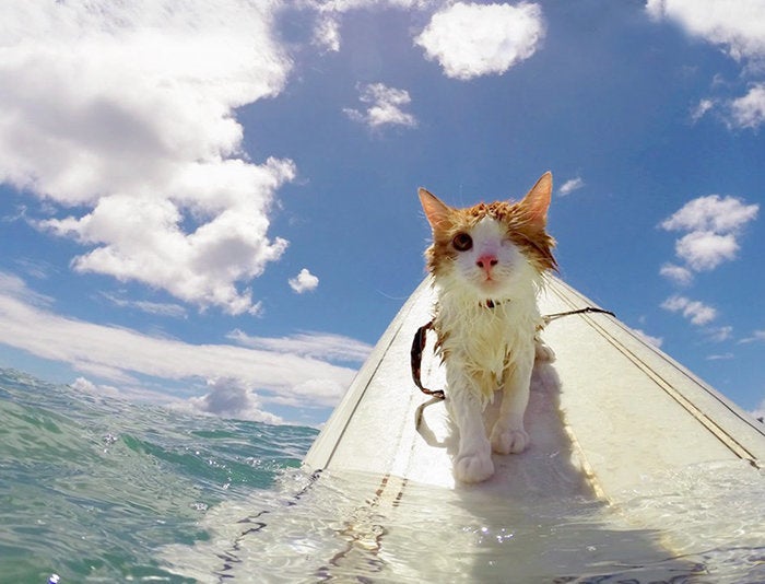 Hang ten, kitty!