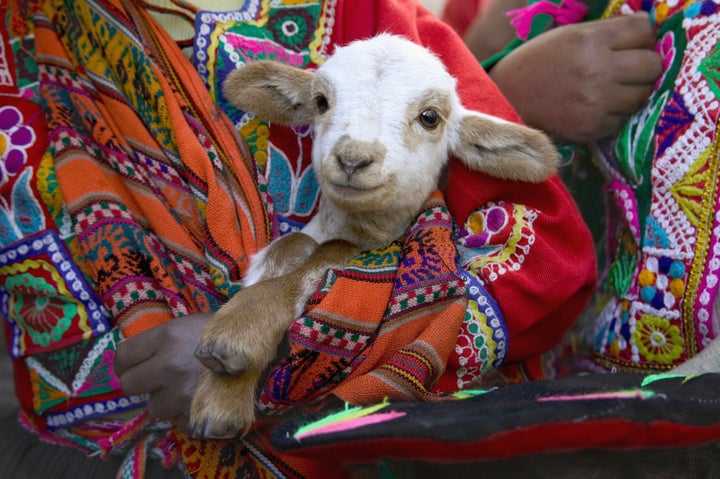 A prime example of expert goat cuddles.