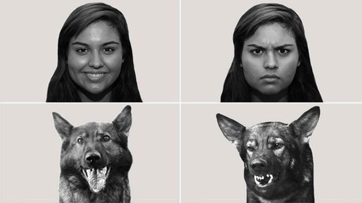 The animals in the study were shown pictures of humans and other dogs making happy and angry faces. Each image was accompanied by a positive or negative sound clip. 