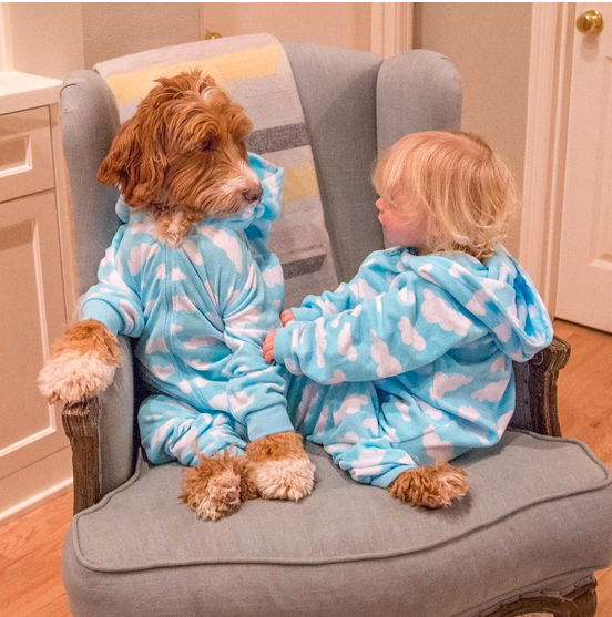 reagandoodle breeder