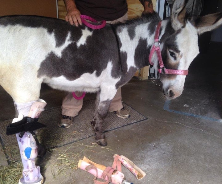 Bella Burro testing out a prosthetic leg.