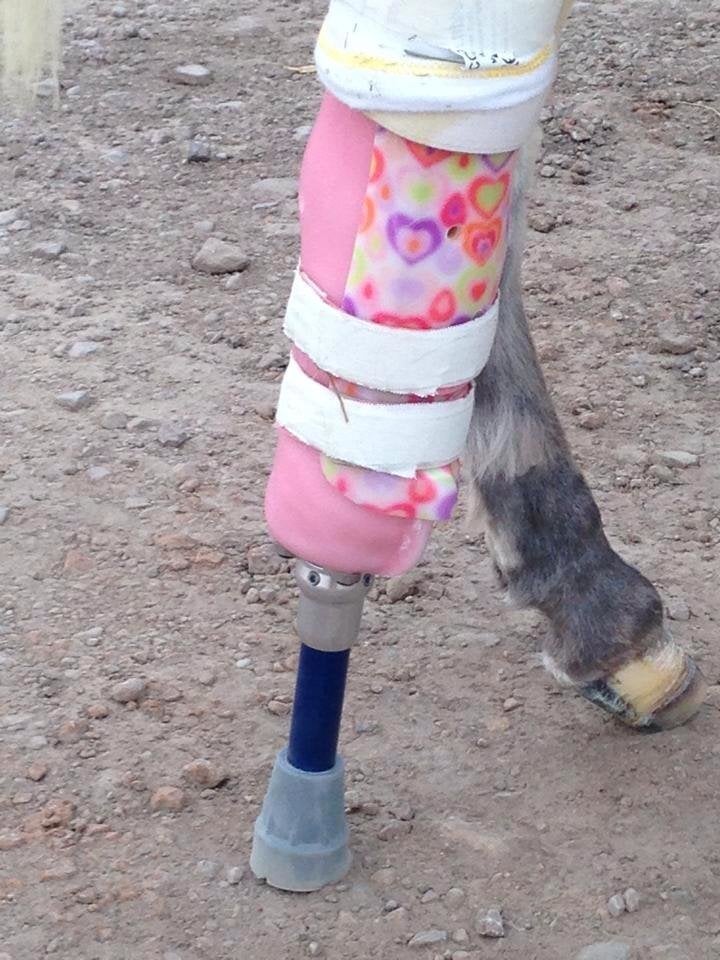 Amputating Bella’s leg cost about $10,000, while a prosthetic cost around $2,500.