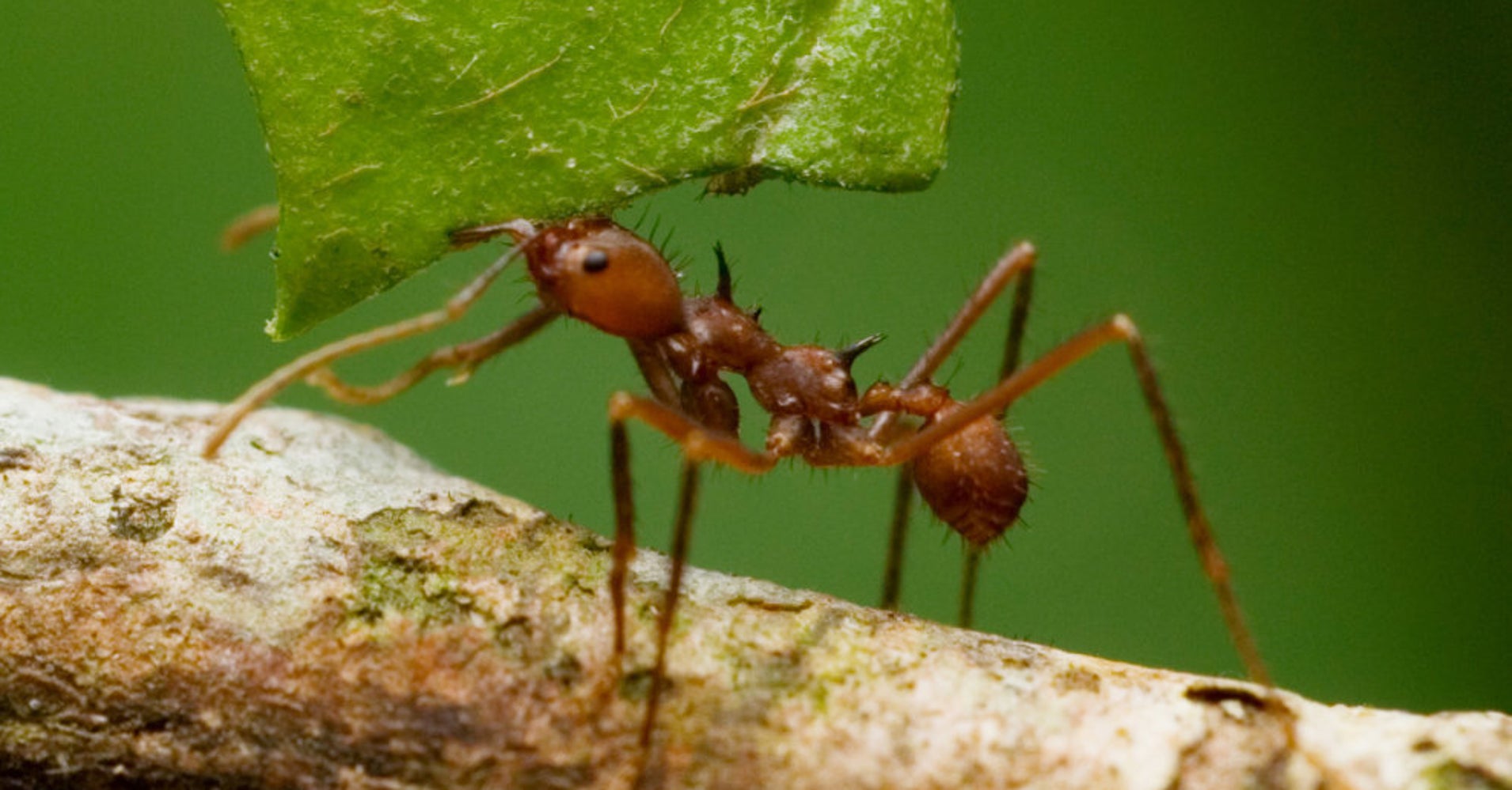 LeafCutter Ants Obliterate Roses In Mesmerizing Time Lapse Video