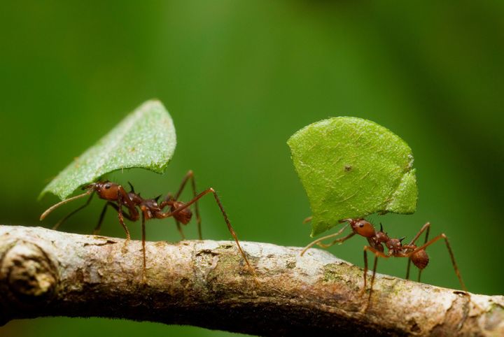 Leaf-cutter ants are principally found in the southwest of the U.S. and South and Central America.