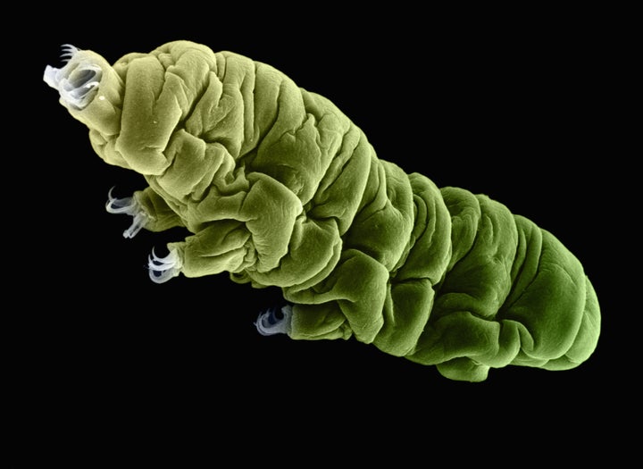 The previous record for a tardigrade being revived from a deep freeze was 8 years.