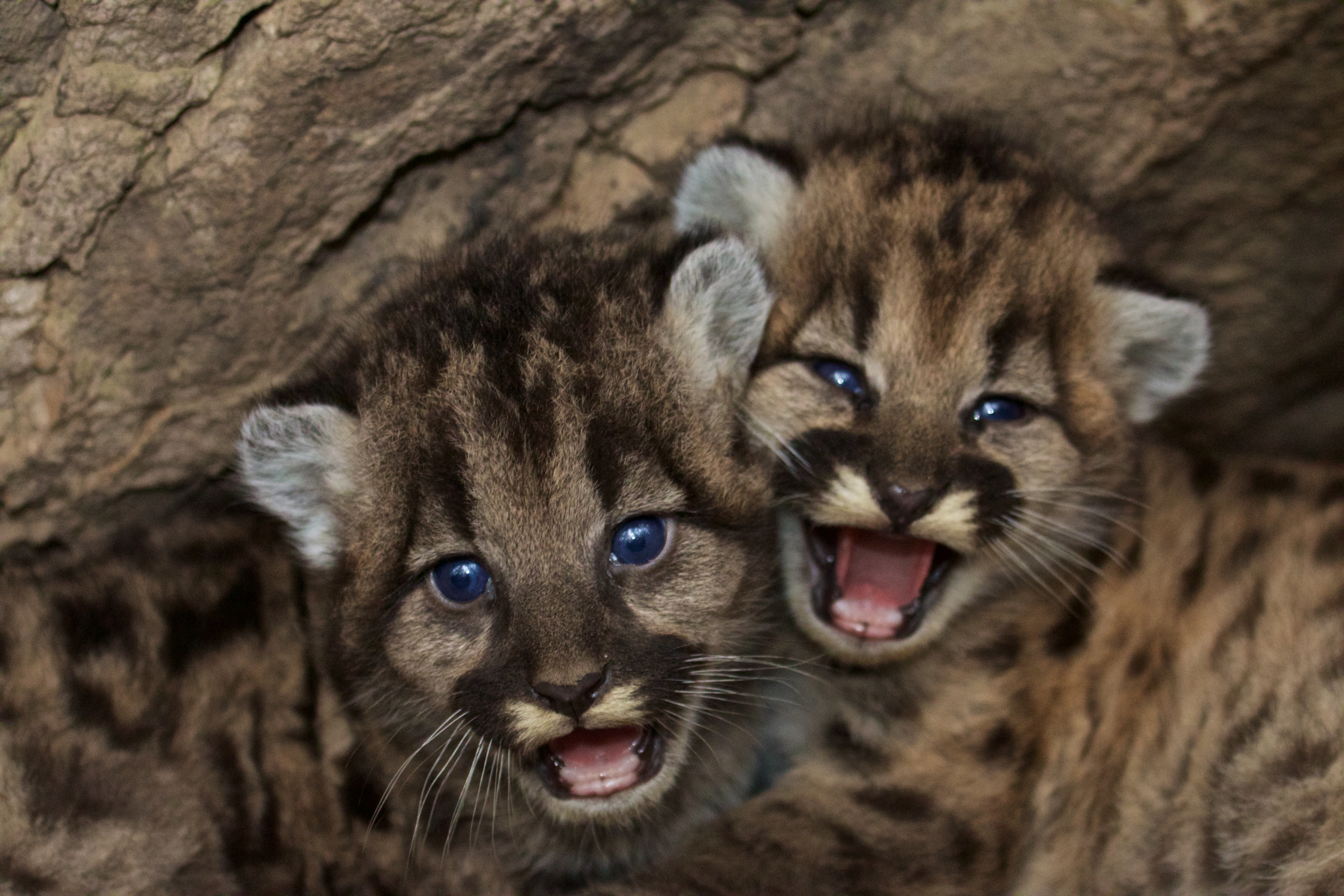 Newborn Mountain Lions Hiss And Purr For The Camera During Discovery   569bf6b21a00005a00ab0b8a 