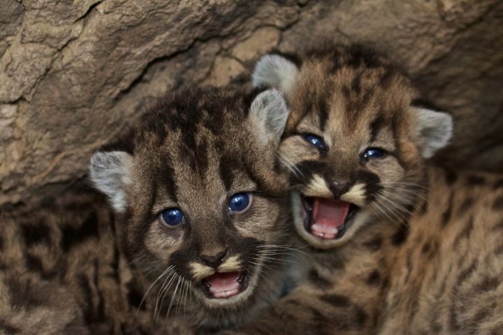 Two male and female mountain lion kittens, named P-46 and P-47, star in video shot in the Santa Monica Mountains.