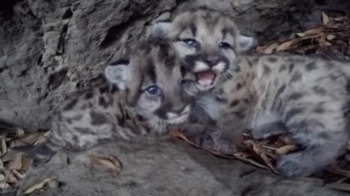 The two kittens were filmed hissing at the camera while their mother was away.