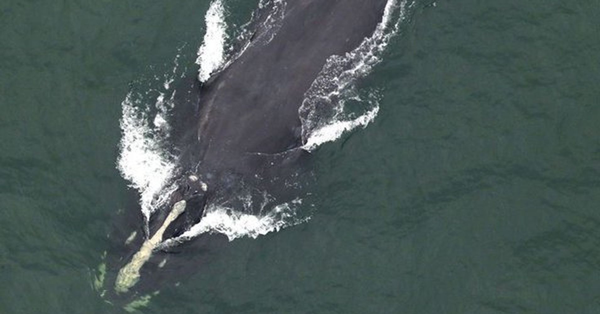 North Atlantic Right Whale, One Of The World's Rarest, Spotted Off ...