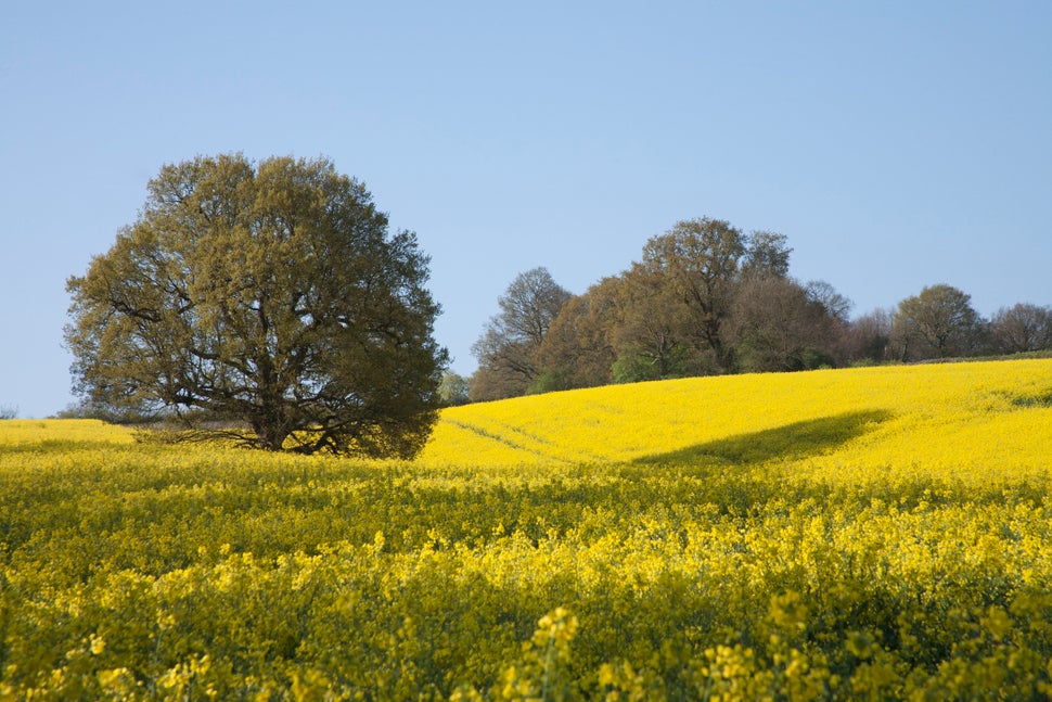 Frothy fields of rapeseed near Hartfield.