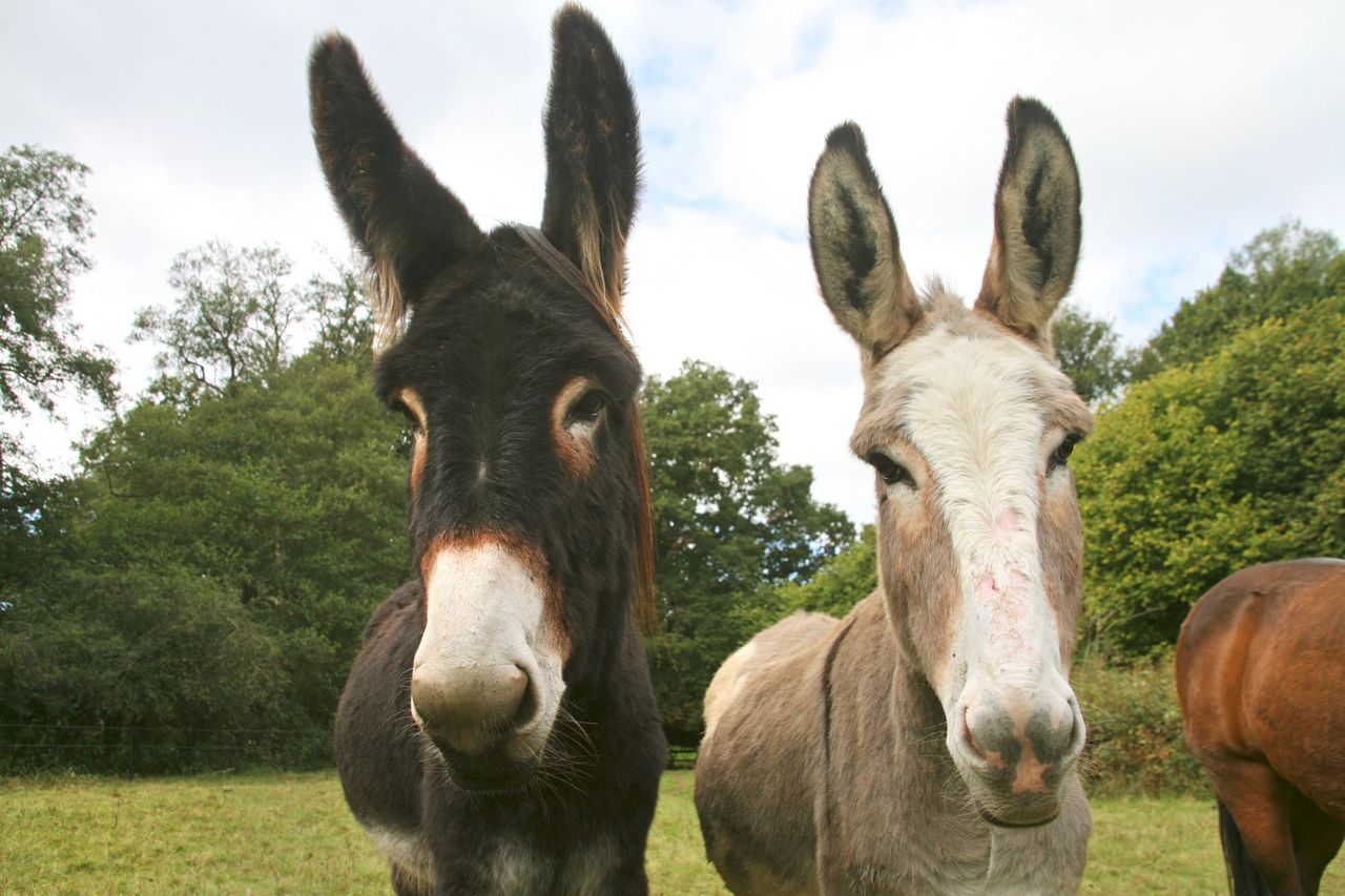 Donkeys in the pasture at Cotchford Farm.