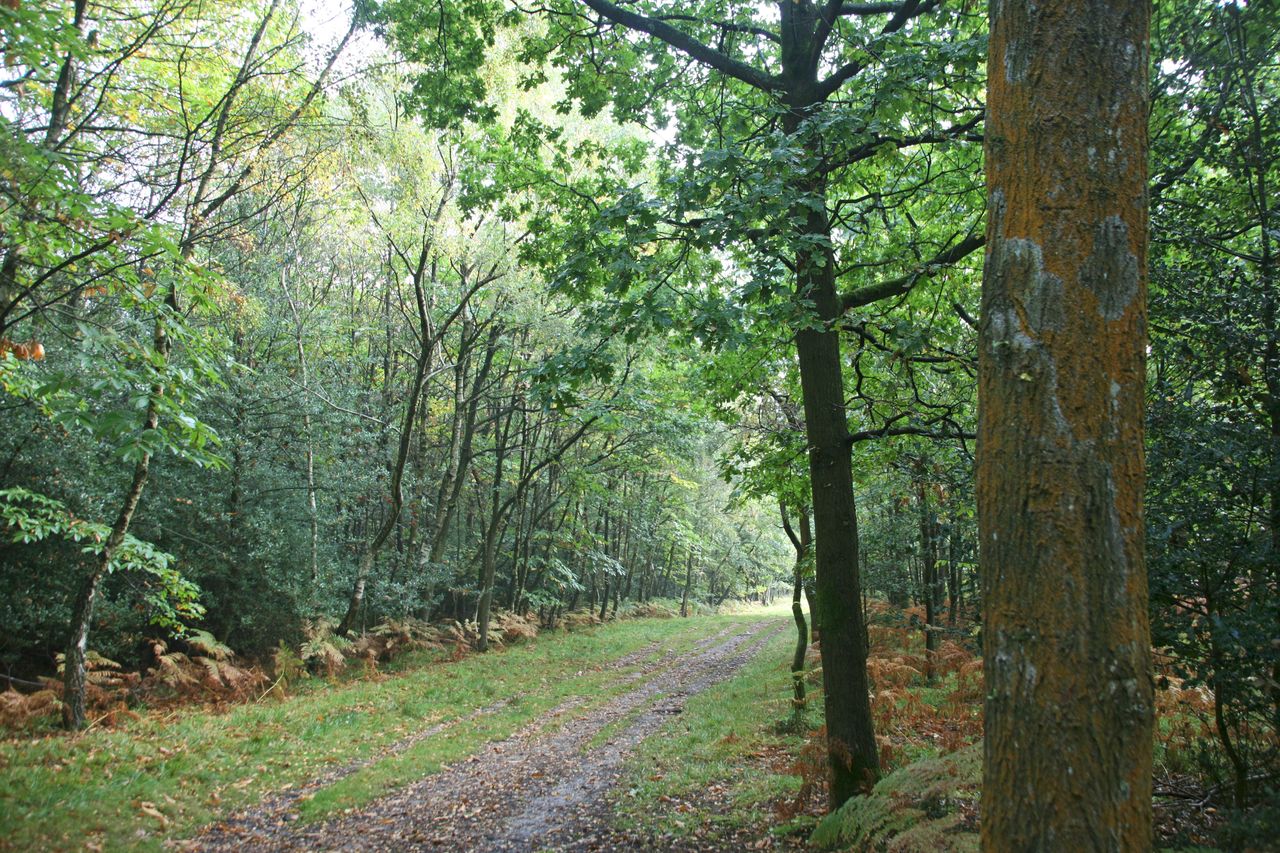 An autumn trail of bracken leads to the ghyll that inspired the North Pole Expotition.