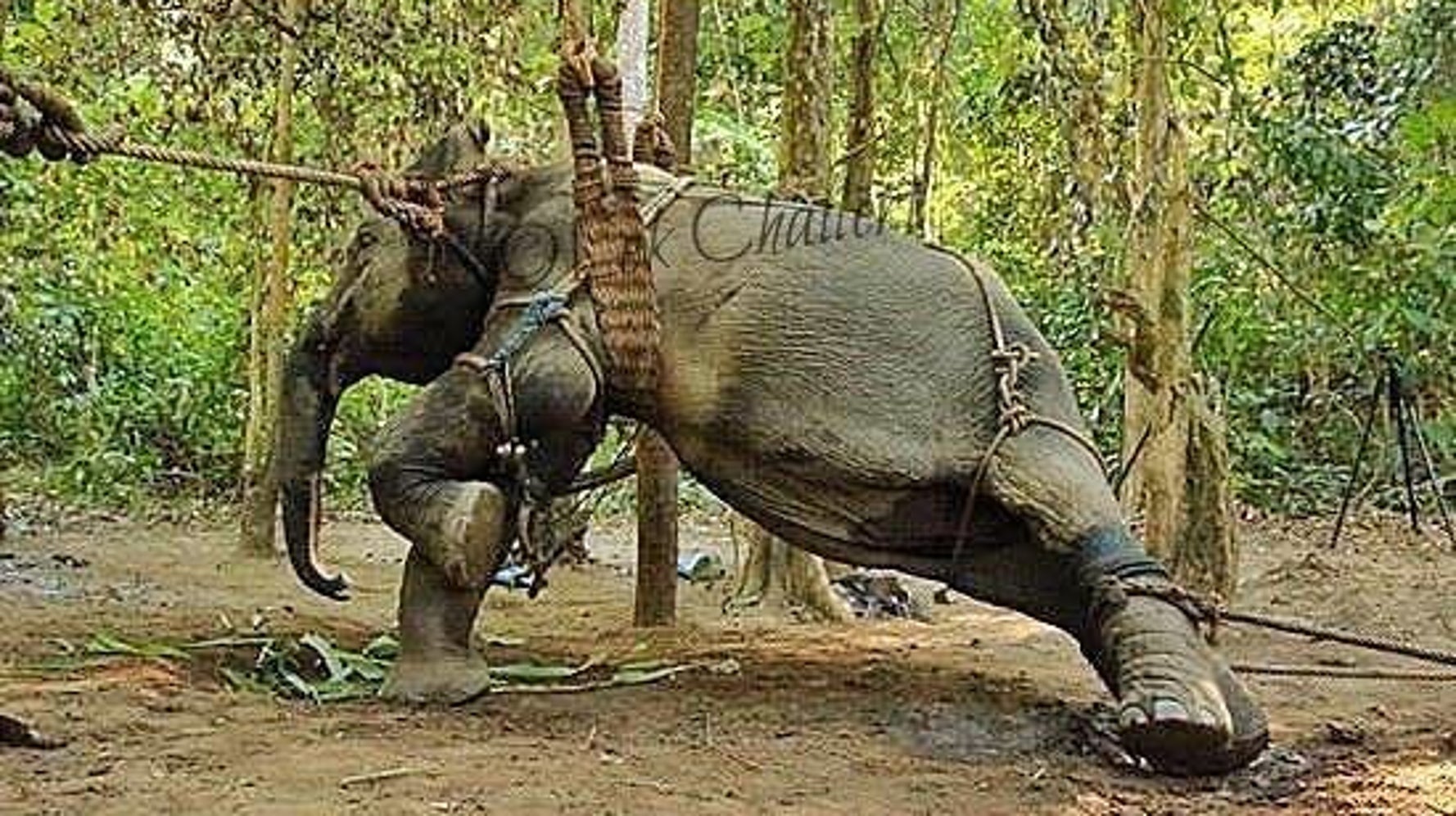 This Is What Happens Before The Elephant Ride HuffPost Impact