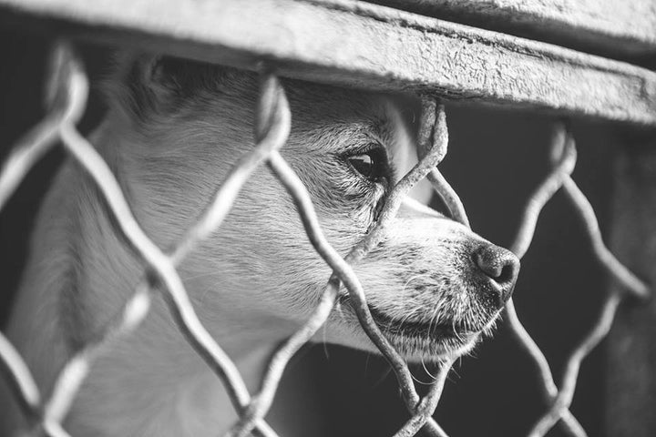 Hwang noticed the dog felt completely caged.