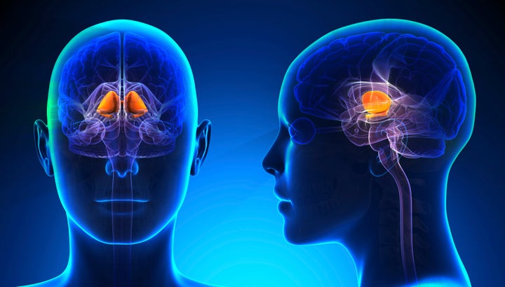 The basal ganglia in a female human brain.