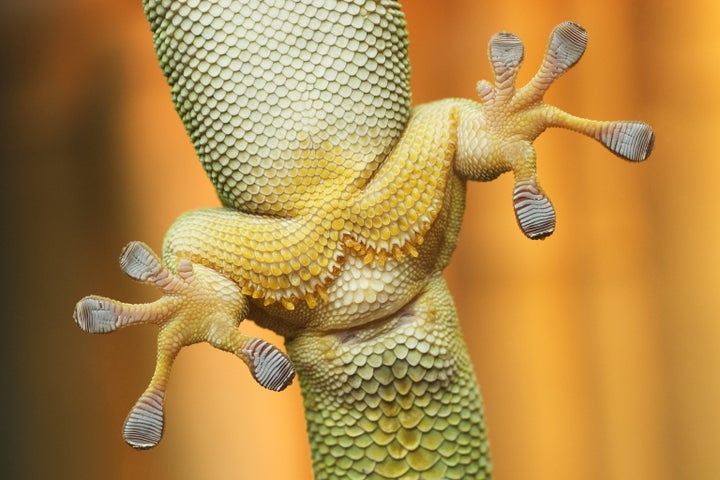 Scientists found that the sticky footpads on geckos were restricted by their body size.