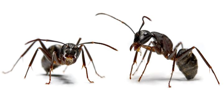 Ants have lots of surface area, but very little volume.