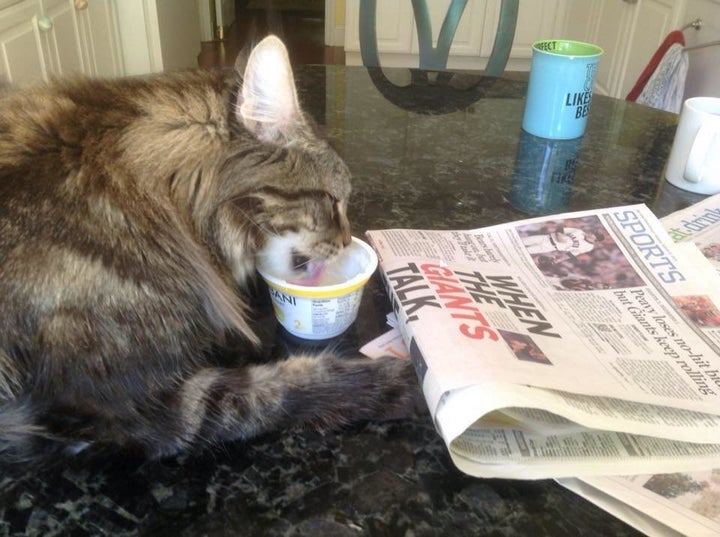 What cat doesn't enjoy the morning paper?