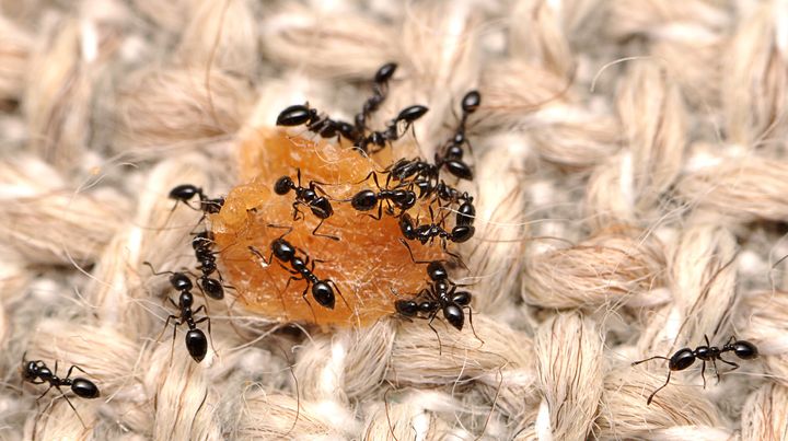 A search party of little black ants, Monomorium minimum, finds food in a couch.