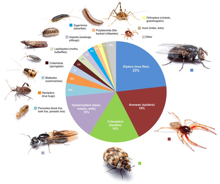 This graphic shows the proportional diversity of arthropod types across all of the rooms surveyed in the new study. (Click here to enlarge image.)