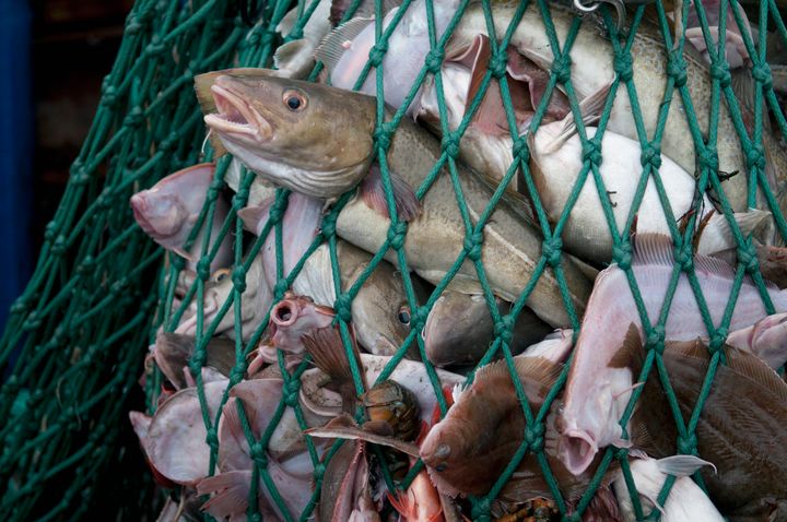 A new report has found more than 35 billion tons of seafood goes unreported every year.