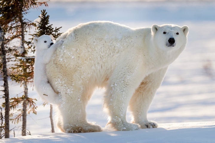 “If humankind wants to survive and evolve with our planet, we have to act responsibly by acknowledging with humility that nature is not dependent on, but we are dependent on nature,” the photographer told Caters News.