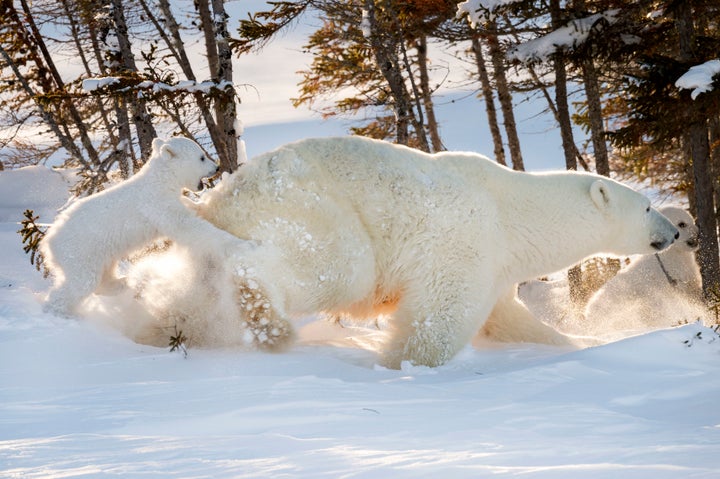 "Despite the challenging conditions and the long hours waiting the experience to be witnessing something so rare is simply priceless," Gilardini told Caters News.