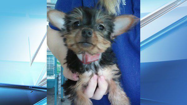 This Yorkshire terrier puppy was recently recovered thanks to its microchip.