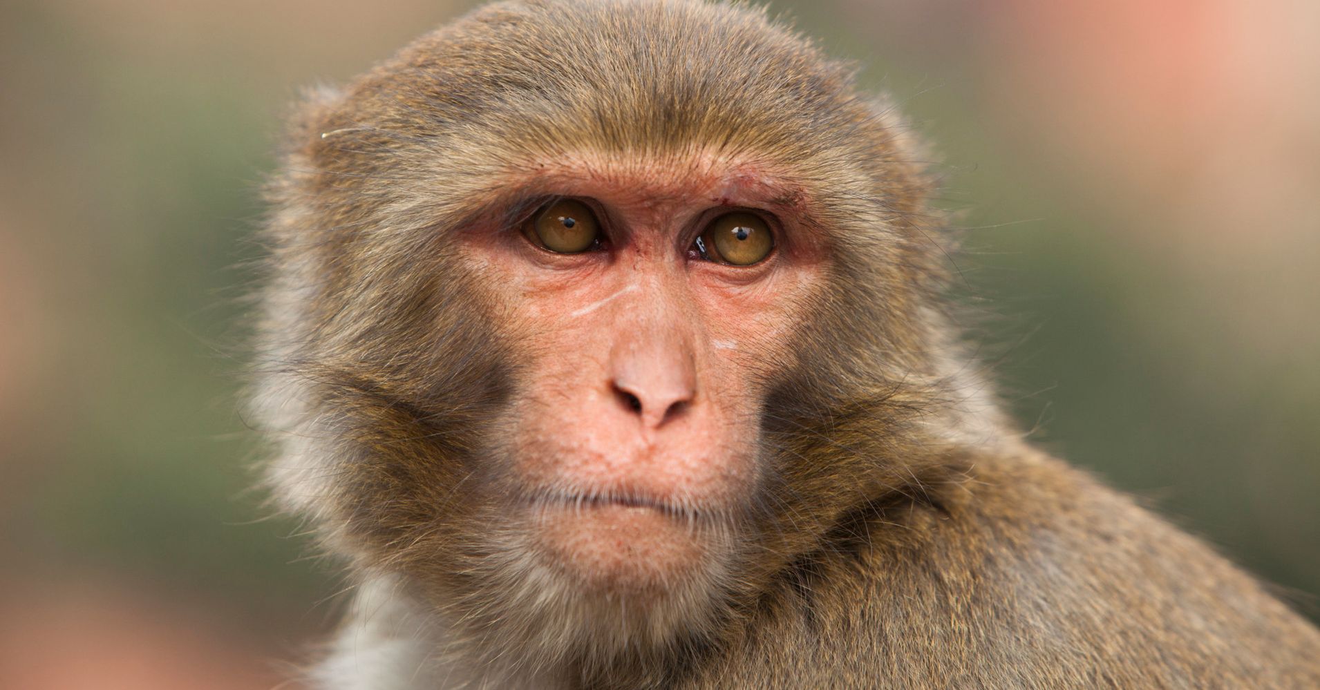 Surgeon Claims Monkey Head Transplants Are A Reality | HuffPost