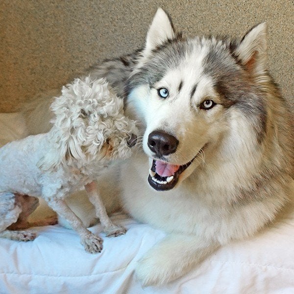 Spot the poodle looks lovingly at Arlo the hunky husky.