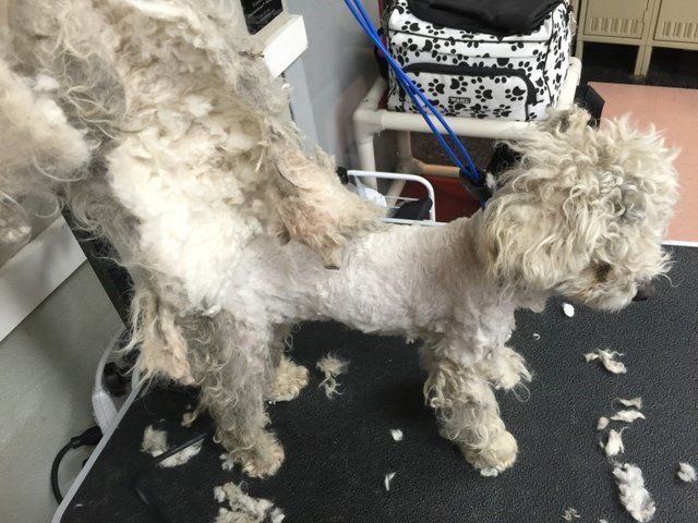 Spot gets one serious haircut.