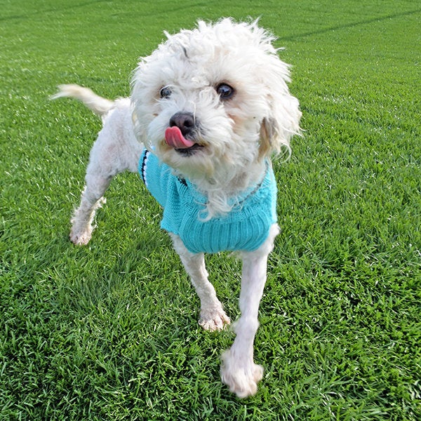 Spot sporting her new sweater.