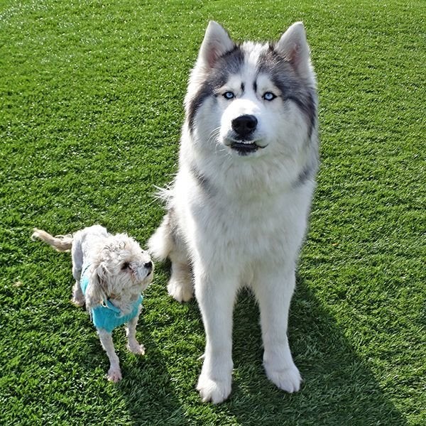 Spot always has her eyes on Arlo.