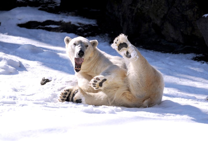 A polar bear plays in the snow at the Bronx Zoo on February 4, 2009 in New York City.