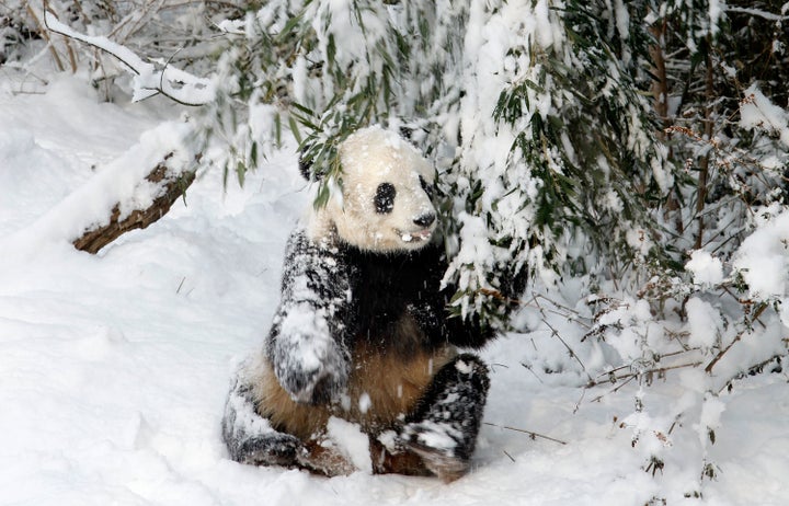 Giant panda bear Tai Shan tugs on a snow-covered bamboo branch at the Smithsonian National Zoological Park Feb. 3, 2010 in Wa