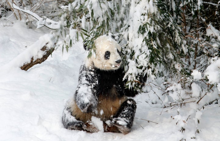 Giant panda bear Tai Shan tugs on a snow-covered bamboo branch at the Smithsonian National Zoological Park Feb. 3, 2010 in Washington, D.C.