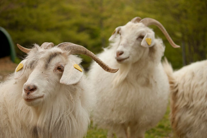 Baaaaaad idea.