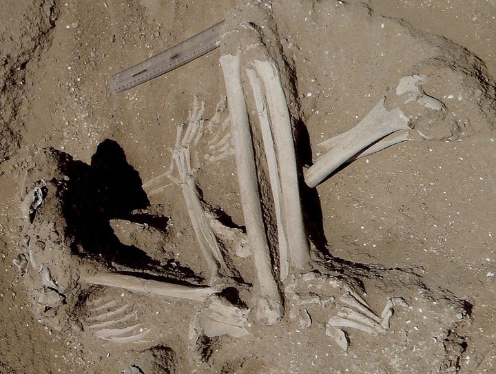 The skeleton of a woman found surrounded by fish. The position of the hands suggests her wrists may have been bound