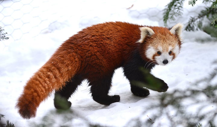 Red pandas seen at the Bronx Zoo on Dec. 15, 2013.